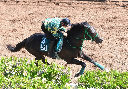 【競馬新馬】タニノフランケル ８月１２日の新潟・芝１８００メートルでデビュー