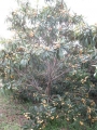 H29.5.30早生ビワの木の様子＠IMG_1345