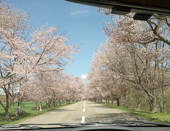 浦河の見頃の桜！