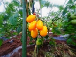 収穫ミニトマト170609