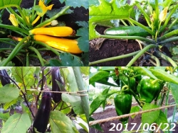 夏野菜収穫170622