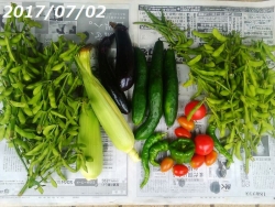 夏野菜の収穫170702