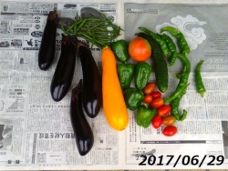 夏野菜の収穫170629