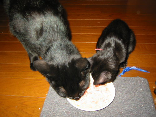 黒猫 大小 並んで食事