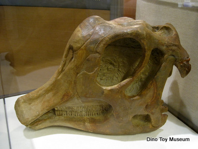 北海道大学総合博物館のニッポノサウルス
