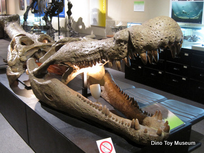 北海道大学総合博物館のニッポノサウルス
