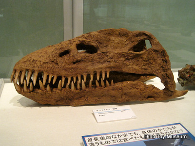 茨城県自然博物館の企画展：アンモナイト・ワールド－恐竜時代の海へいこう－