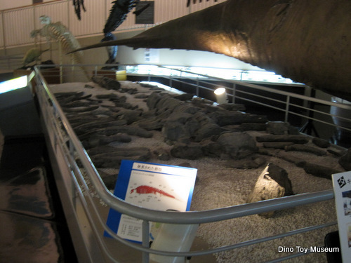 滝川市美術自然史館のタキカワカイギュウとティラノサウルス