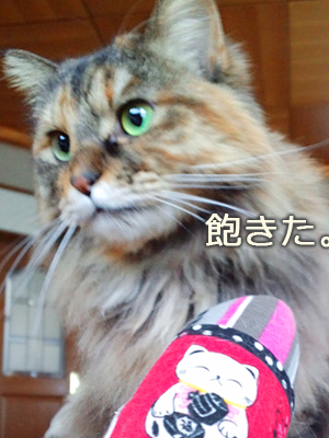 仙台の猫屋敷・母の日の出来事