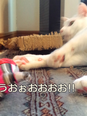 仙台の猫屋敷・母の日の出来事