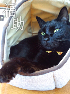 仙台の猫屋敷・黒猫福助
