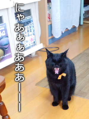 仙台の猫屋敷・黒猫ふくすけ