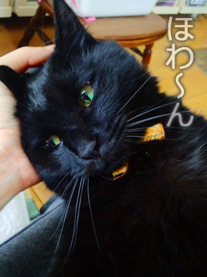仙台の猫屋敷・黒猫ふくすけ