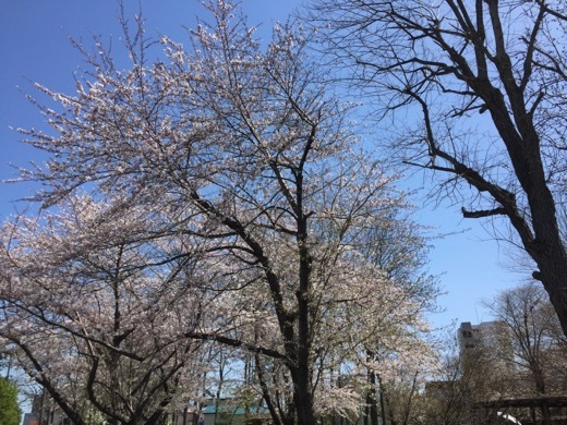2017年の桜 - 1