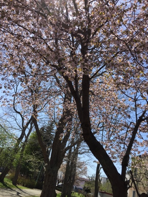 2017年の桜 - 2