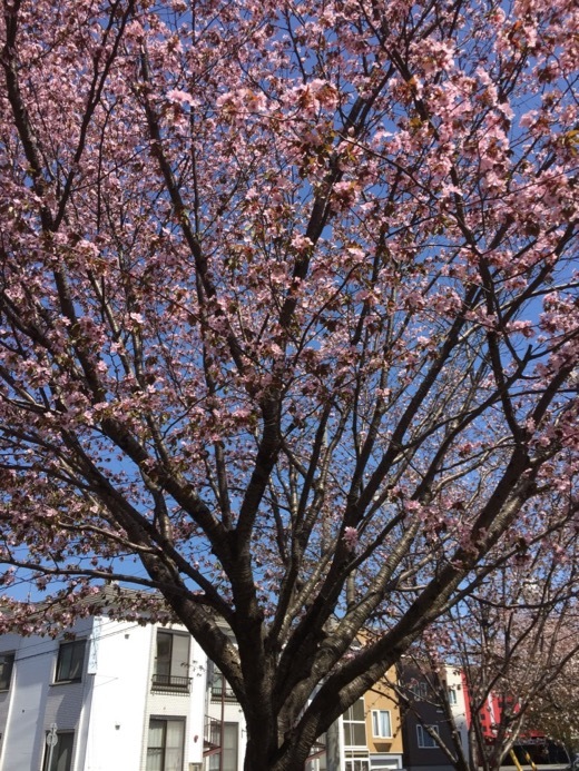 2017年の桜 - 9