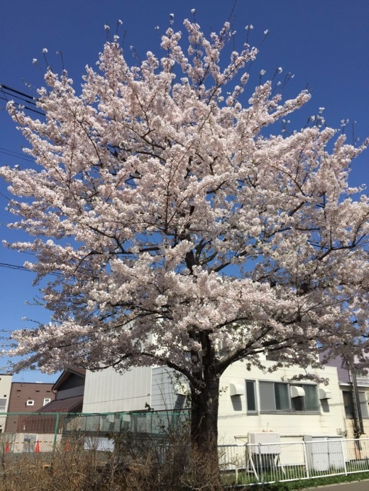 2017年の桜 - 10