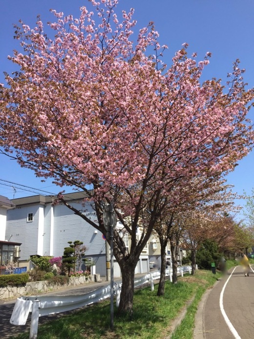 2017年の桜 - 13