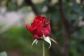 29バルサイユのバラ