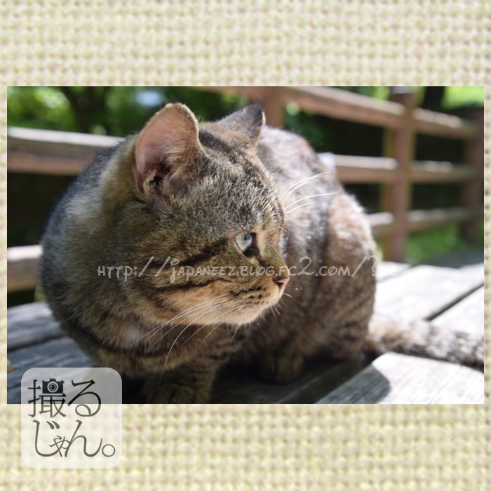 #wildCat #strayCat #park #野良猫 #ノラ猫 #のらネコ #野良ねこ #sunnyDay #animal #catsEye #DiscoveryChannel #NationalGeographic #visitJAPAN #tripJAPAN #lonelyPlanet #planetEarth #stockPhoto #PleasePurchaseAllPictures #PPAP #JapanGuide #JapanPhoto #premiumFriday #HaveNiceWeekends #goodLuckToYouAll #ThankGodItIsFriday #thankYouFans
