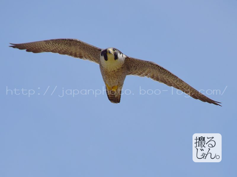 #birder #birdWatching #wildBird #falcon #eagle #hawk #sky #fly #sunny #lights #sunShine #flyHigh #comming #june #newMonth #DiscoveryChannel #NationalGeographic #はやぶさ #隼 #ハヤブサ #ファルコン #日本の野鳥 #初夏 #晴天 #青空 #earlySummer #tripAdvisor #travelGuide #NaturePhoto #JapanGuide #JapanPhoto #stockPhoto