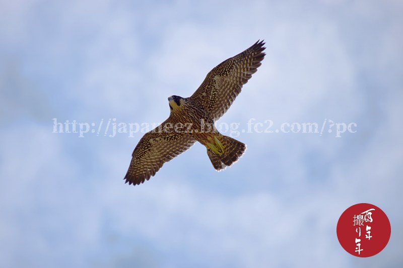 #wings #birder #falcon #wildBird #birdWatching #eagle #halk #japaneseFalcon #discoveryChannel #nationalGeographic #tripAdvisor #travelGuide #japanGuide #fly #sky #higher #airy #空へ #ハヤブサ #隼 #はやぶさ #ファルコン #日本の野鳥 #野鳥 #巣立ち #旅立ち #飛翔 #belongTheAir #lonelyPlanet #planetEarth #japanGuide #japanPhoto #stockPhoto #loveNature #loveTheEarth #photoOfTheDay #pictureOfTheDay #todaysPhoto #todaysPicture