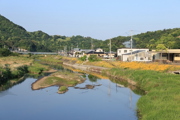 津田川沿い　オオキンケイギク