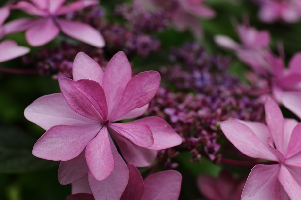 番の州公園　紫陽花