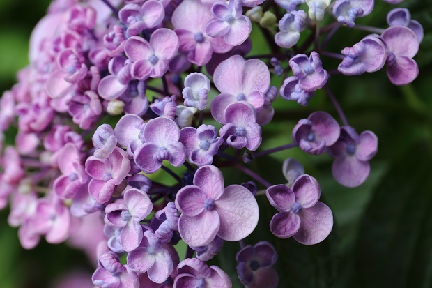 番の州公園　紫陽花