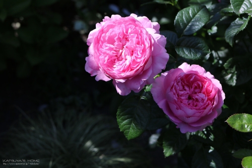 Happy Rose Garden & Rose Garden TERRACE
