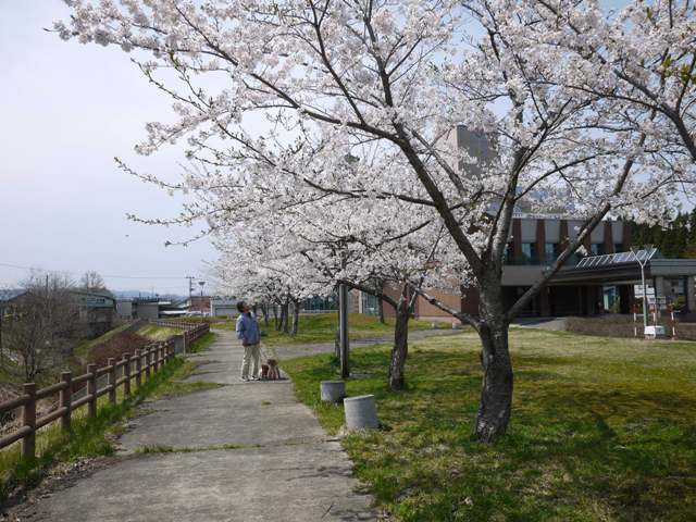 支所の桜並木