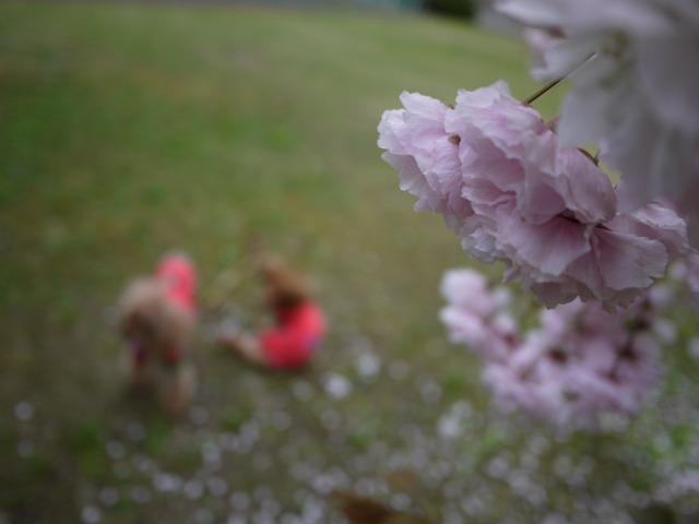 ふれあい公園の山桜