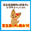 宮古島の犬を救おう！