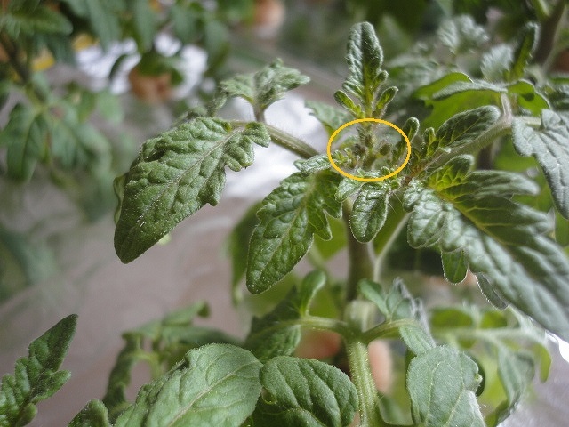 水耕栽培 ミニトマト レジナ 蕾の出現 定植