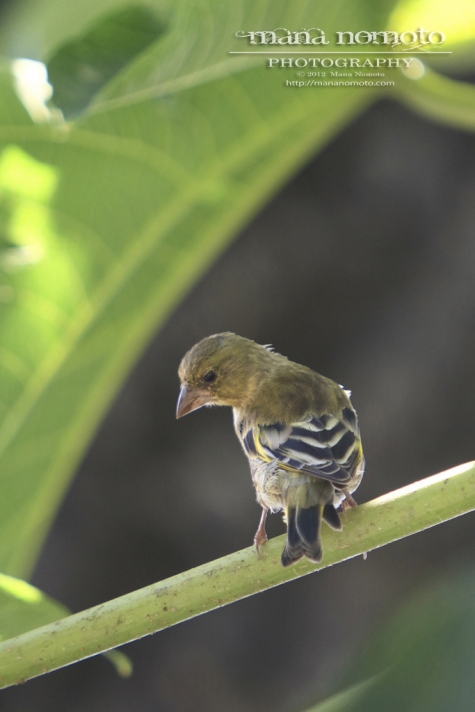 Oriental greenfinch_Young bird@Haha-jima 2012_010_LR_T