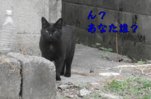 猫①加工（2017-05-31）