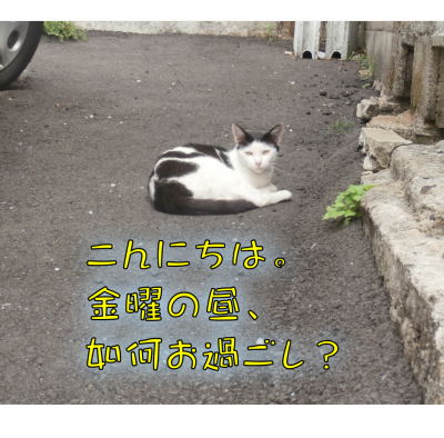 猫①（2017-06-23）