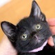 黒猫(女の子)めいちゃん*玉野市M公園プロジェクト