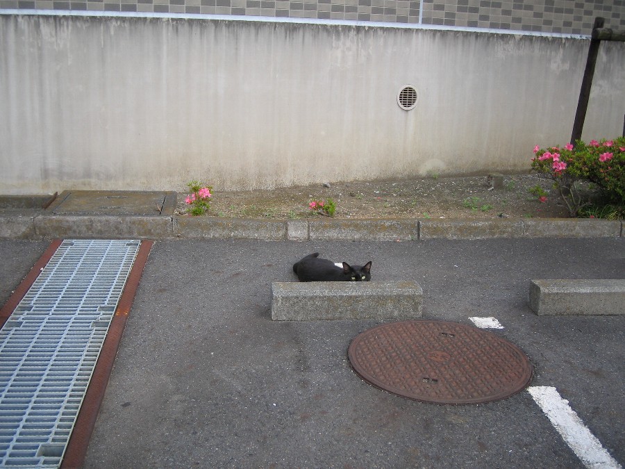 梅雨入り前に出会った黒猫さん
