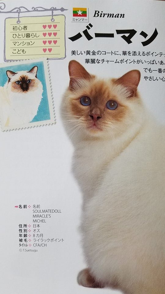2017 日本と世界の猫カタログ