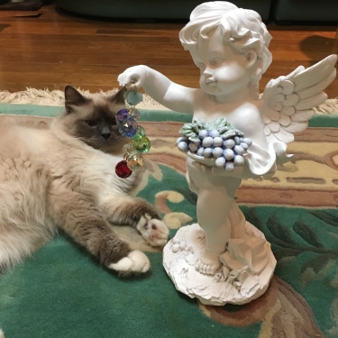 フルーツ天使と幸運を運ぶ猫バーマン