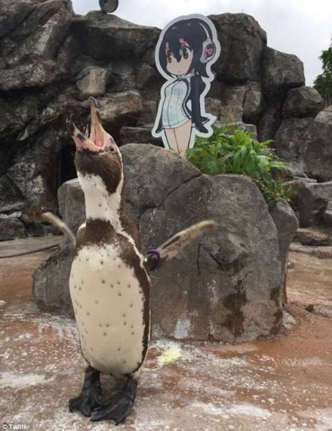 二次元少女キャラに恋をしてしまった日本のペンギンが話題に　海外の反応