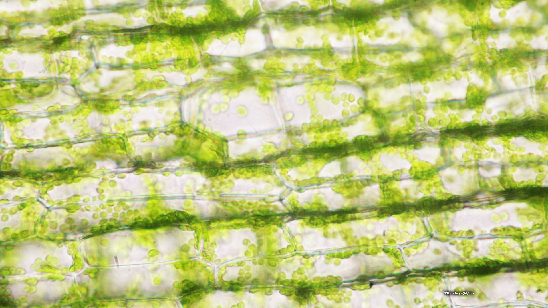 オオカナダモ の 葉 の 細胞